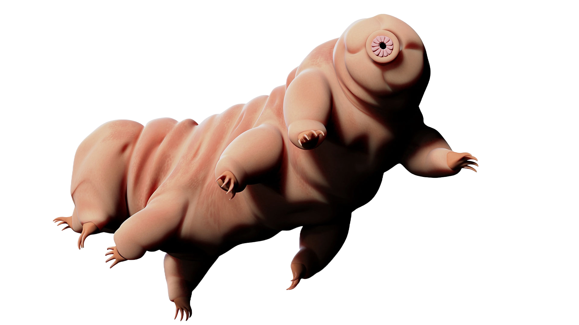 $TARDIGRADE