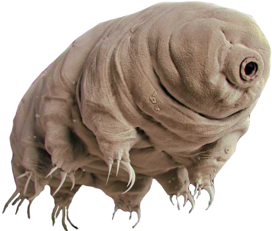 Tardigrade Icon